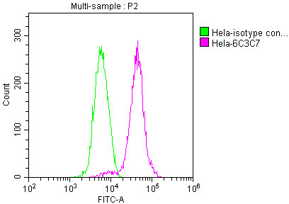 PKM antibody