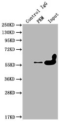 PKM antibody