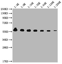 PKM antibody