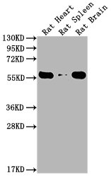 PKM antibody