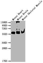 PKM antibody