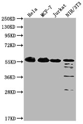 PKM antibody