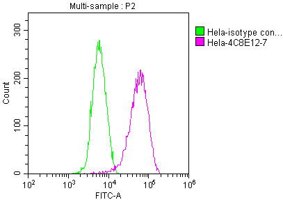 PKM antibody