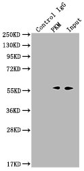 PKM antibody