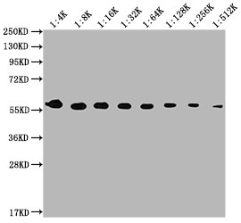 PKM antibody