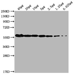 PKM antibody