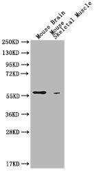 PKM antibody