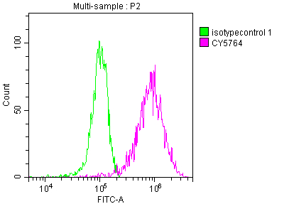 PKM antibody