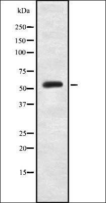 Phospho-PKM2 (Ser37) Antibody