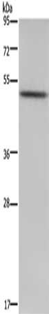 PKMYT1 Antibody