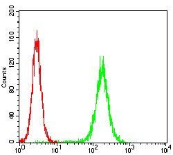 PKN1 Antibody