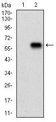 PKN1 Antibody