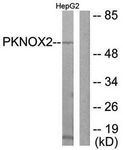 PKNOX2 Antibody