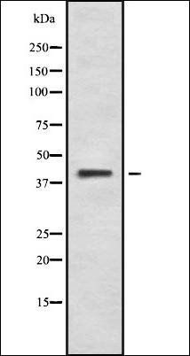 PKR2 Antibody