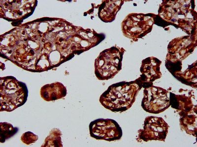 PLA1A Antibody