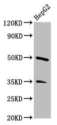 PLA1A Antibody