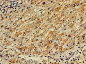 PLA2G10 Antibody