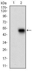 PLA2G12A Antibody