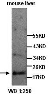 PLA2G12B Rabbit Polyclonal Antibody