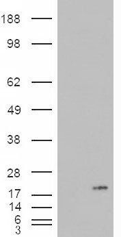 Goat anti-PLA2G1B Antibody
