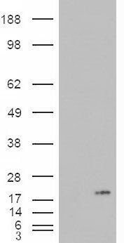 PLA2G1B antibody