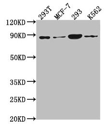 PLA2G4B Antibody