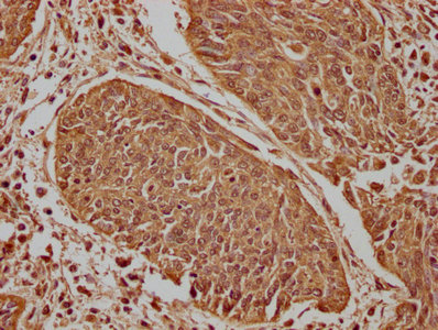 PLA2G4E Antibody