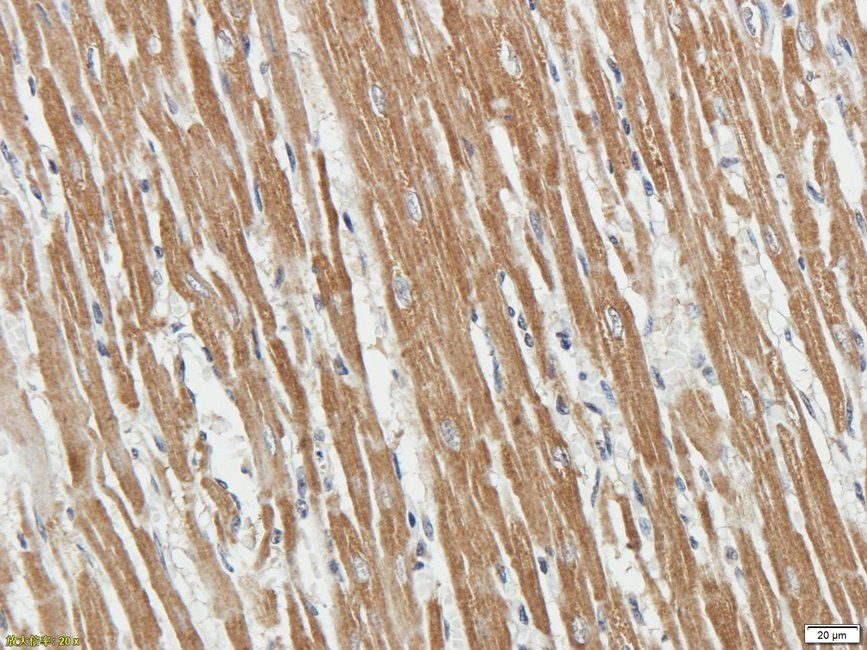 PLA2G5 antibody