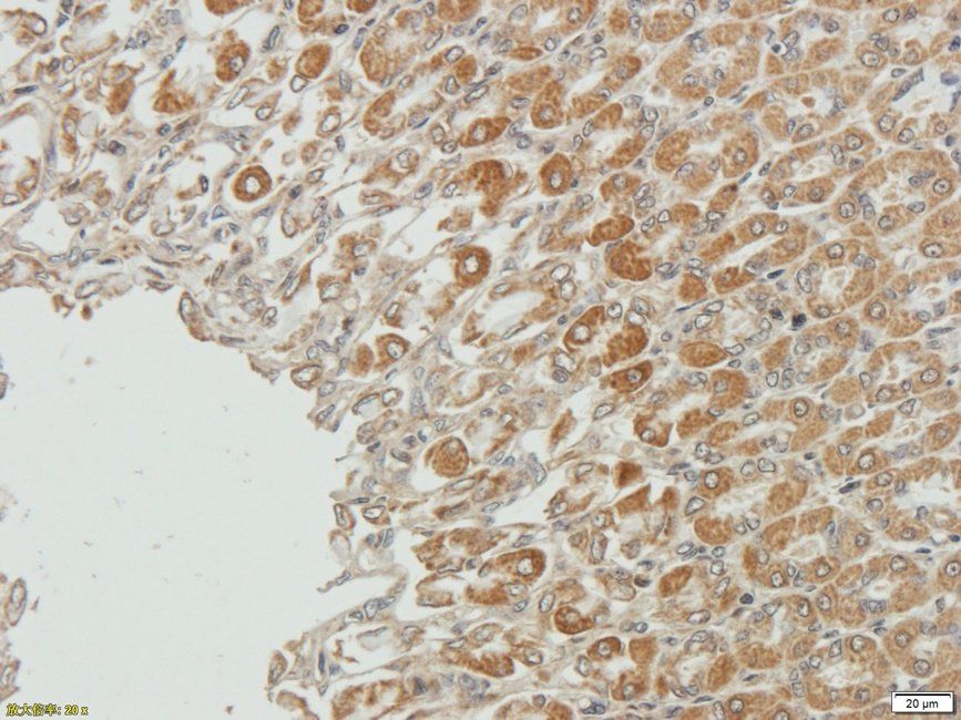 PLA2G5 antibody