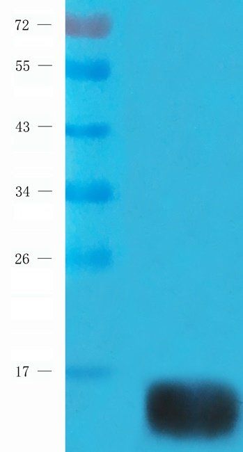 PLA2G5 antibody