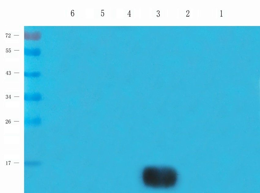 PLA2G5 antibody