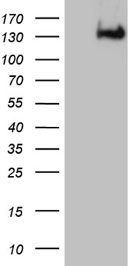 PLAC2 Antibody