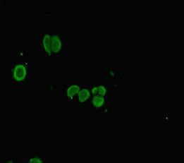 PLAC8 Antibody