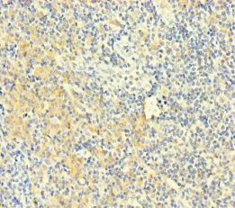 PLAC8 Antibody