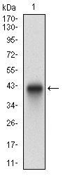 PLAGL1 Antibody