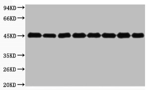 Actin Antibody