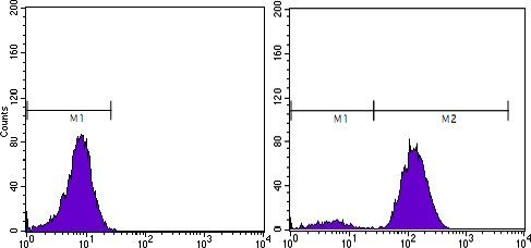 PSA (KLK3) Antibody