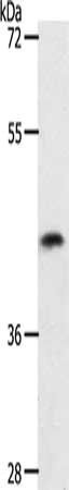 PLAT Antibody