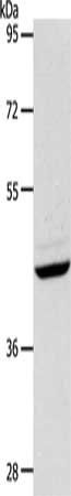 PLAT Antibody