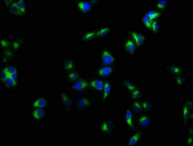 PLAUR Antibody