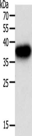 PLAUR antibody