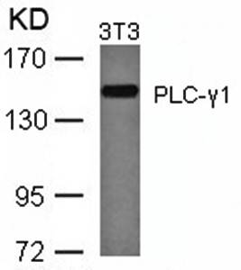 PLC-γ1 (Ab-771) Antibody