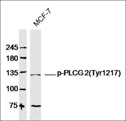PLC gamma 2 (phospho-Tyr1217) antibody