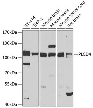PLCD4 antibody