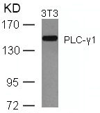 PLCG1 (Ab-771) antibody