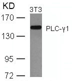 PLCG1 (Ab-771) Antibody