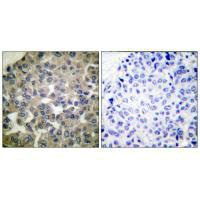 PLCG1 (Ab-771) Antibody