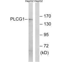 PLCG1 (Ab-771) antibody