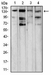 PLCG1 Antibody