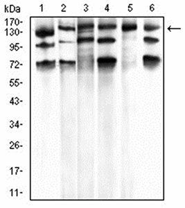 PLCG1 Antibody